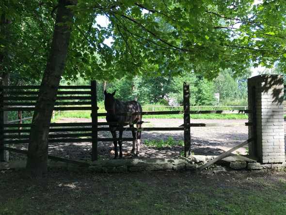 Also, there are lots of horses in the neighborhood ❤